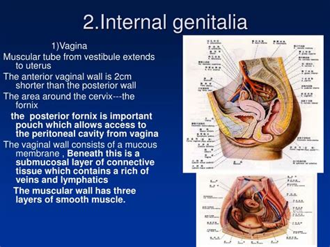 vigina vimeo|Female external genitalia (vulva) Video & Image.